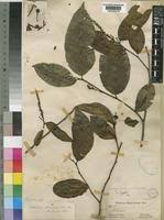 Image result for Shirakiopsis