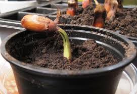 He repairs premium wooden instruments. Araucaria Araucana The Monkey Puzzle Tree The Live Blog Following The Development Of The Monkey Puzzle Tree From Seed To Tree