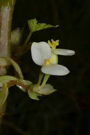 Image result for Begonia oxyloba