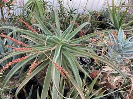 Image result for Aloe mossurilensis