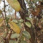 Image result for Bridelia ferruginea