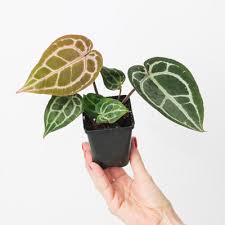 Image result for Peponium sp. A