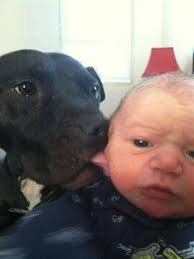 Happy purebred yorkie living well