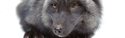 Black Fox Information Fox head, fox cartoon, fox logo, fox tail, wolf, arctic fox, red fox, fennec fox, fox illustration, flying fox. black fox information
