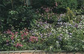 Charming when allowed to scramble around and through shrubs and perennials in the flower border it will also make a marvellous pot plant. Articles Clematis Zrodlo Dobrych Pnaczy