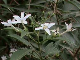 Image result for Volkameria