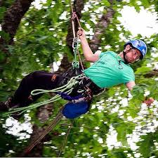 To work in the tree service sector and run your own business you need to become a certified arborist. Becoming An Arborist Climbingarborist Com