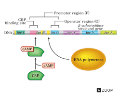 Image result for regulation of gene expression