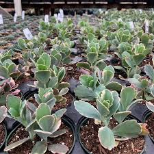 Image result for Kalanchoe fedtschenkoi