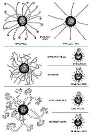 Image result for Monothecium