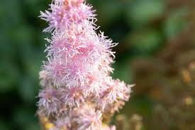 It is a popular filler flower and is easy to combine in different styles of bouquets. How To Grow And Care For Astilbe Plants
