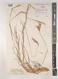 Image result for Bothriochloa radicans