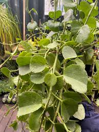 Image result for Cissus cornifolia