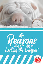 Why Does My Dog Lick The Carpet 4 Reasons Why How To Stop It Good Doggies Online Training Your Dog Good Doggies Online Dog Behavior