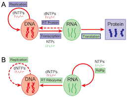 Deoxyribonucleic acid, or dna, is a molecule that contains the instructions an organism needs to develop, live and reproduce. Origin Of Life Transitioning To Dna Genomes In An Rna World Elife