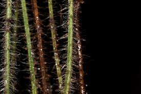 Image result for Nothoperanema