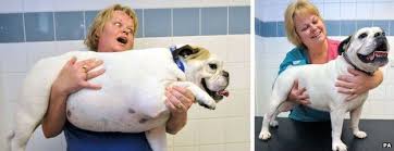 Big dog bopper the whopper is 'too fat for a kennel'. Fat Dog Lazy Daisy Bribed With Ham Wins Pdsa Slimming Award Bbc News