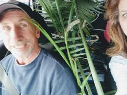 Can a palm tree be trimmed for transport?