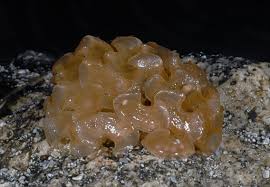 Image result for Hunteria