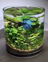Aquaponics Plantes Aquarium Dans Leur Vase En Verre Cylindrique Break Through Organic Gardening Secret Indoor Water Garden Underwater Plants Aquatic Plants