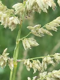 Image result for Eragrostis echinochloidea