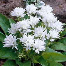 Campanula Glomerata Alba Campanula Perennials Fragrant Flowers