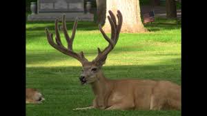 Mule Deer Antler Growth