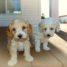 We did not find results for: 1 Labradoodle Puppies For Sale In New Jersey Uptown
