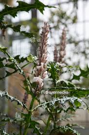 Image result for Acanthus montanus
