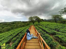 Kebun teh andungbiru 2020, probolinggo, gunung gambir, lawang kedaton, sumberbaru, kab jember. Harga Tiket Masuk Dan Lokasi Bukit Kuneer Malang Jawa Timur