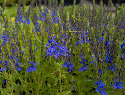 Als partner für die bienenfreundlichen pflanzen bieten sich zum beispiel steinkraut oder gänsekresse an. Garten Ehrenpreis Azurit Veronica Teucrium Azurit Gunstig Online Kaufen
