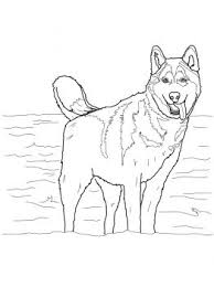 Puppy coloring pages summer coloring pages birthday coloring pages pattern coloring pages christmas coloring pages coloring pages to print printable coloring pages coloring pages. Siberian Husky Dog Coloring Page Horse Coloring Pages Animal Coloring Pages