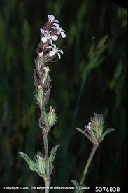 Image result for Silene gallica