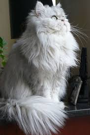 Code red, sos please help! Long Haired White Cat Flickr Photo Sharing Beautiful Cats Cats Pretty Cats