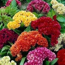 Pin On Gardening Ideas