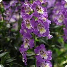 Angelonia Archangel Purple Ball Seed Plants Big Blooms Flowers