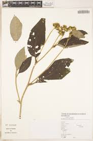 Image result for Senecio maranguensis