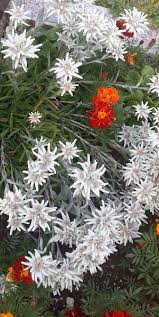 Edelweiss Edelweiss Pure And White Clean And Bright Edelweiss Alps Schone Blumen Weisse Blumen Blumen Rosen