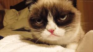 The funniest cat memes ever. The 25 Funniest Grumpy Cat Gifs Grumpy Cat Quotes Funny Grumpy Cat Memes Grumpy Cat Humor