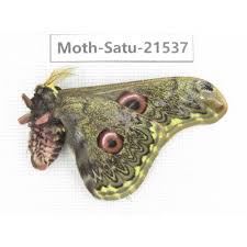 Moth-Satu-21537