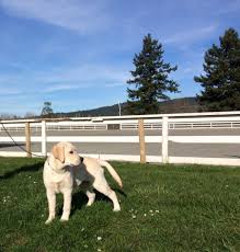 I'm moving to a new apartment that doesn't accept dogs. Canoecove Labradors