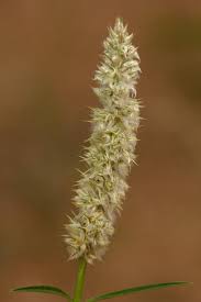 Image result for Kyphocarpa angustifolia