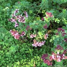 Image result for Origanum