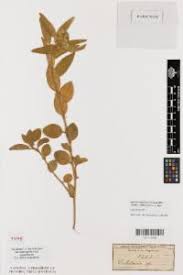 Image result for Crotalaria anthyllopsis