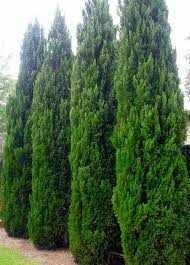 Spartan Juniper Tree Tlc Garden Centers Lake Landscaping Landscaping Shrubs Pool Landscaping