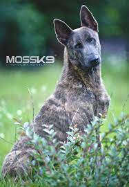 Blue Dutch Shepherd Mossk9 Dutch Shepherd Dog Malinois Dog Protective Dog Breeds