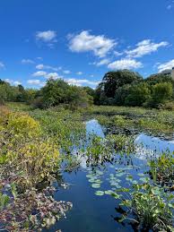 Alewife Reservation — Green Cambridge