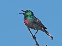 Image result for Cincinnobotrys