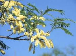 Image result for Acacia afra