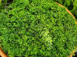 Image result for Asplenium uhligii